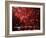 Fireworks Explode over the Olympic Rings During the Opening Ceremony of the Vancouver 2010 Olympics-null-Framed Photographic Print