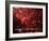 Fireworks Explode over the Olympic Rings During the Opening Ceremony of the Vancouver 2010 Olympics-null-Framed Photographic Print