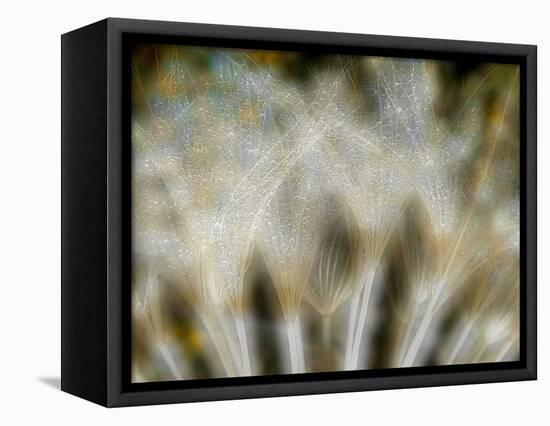 Fireworks nature...-Thierry Dufour-Framed Premier Image Canvas