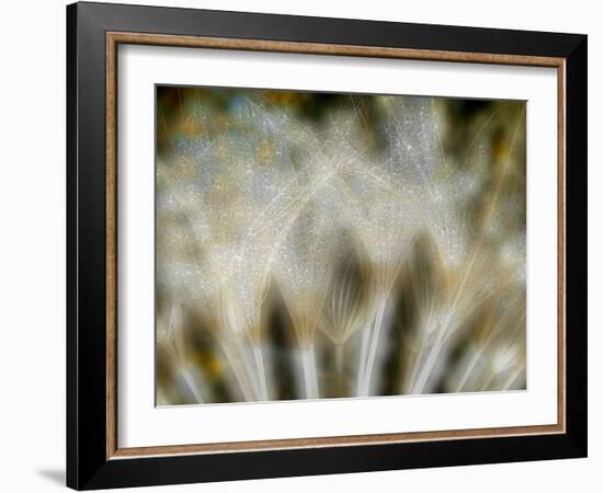 Fireworks nature...-Thierry Dufour-Framed Photographic Print