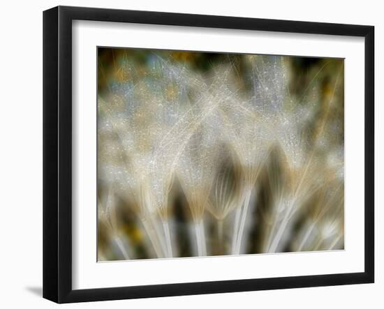 Fireworks nature...-Thierry Dufour-Framed Photographic Print