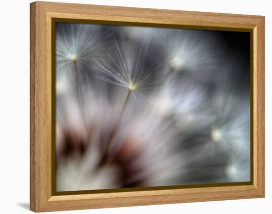 Fireworks-Ursula Abresch-Framed Premier Image Canvas