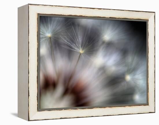 Fireworks-Ursula Abresch-Framed Premier Image Canvas