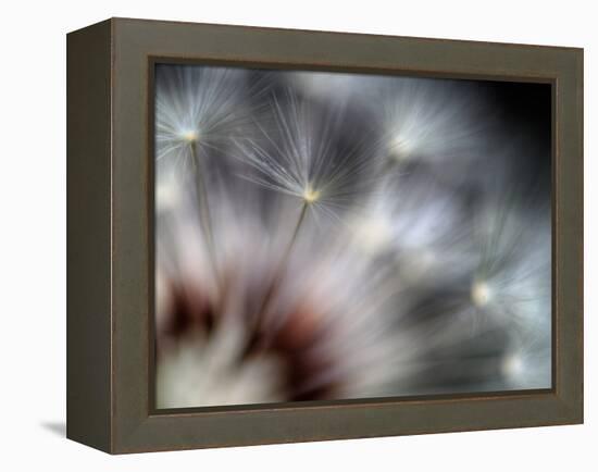 Fireworks-Ursula Abresch-Framed Premier Image Canvas