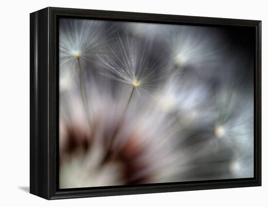 Fireworks-Ursula Abresch-Framed Premier Image Canvas