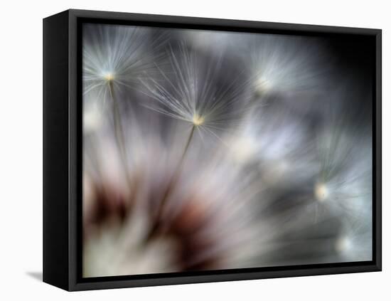 Fireworks-Ursula Abresch-Framed Premier Image Canvas