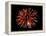 Fireworks-Magrath Photography-Framed Premier Image Canvas