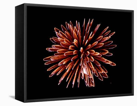 Fireworks-Magrath Photography-Framed Premier Image Canvas