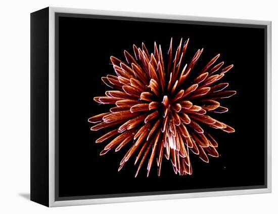 Fireworks-Magrath Photography-Framed Premier Image Canvas