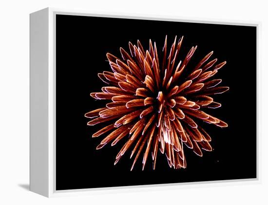 Fireworks-Magrath Photography-Framed Premier Image Canvas