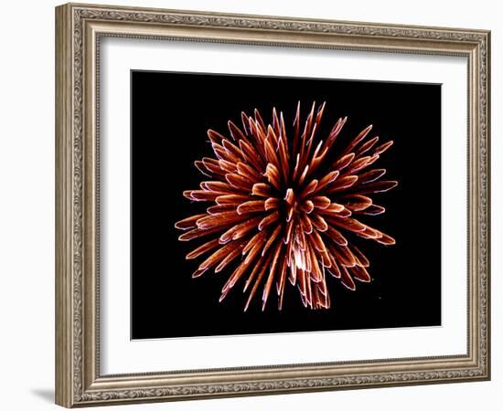 Fireworks-Magrath Photography-Framed Photographic Print