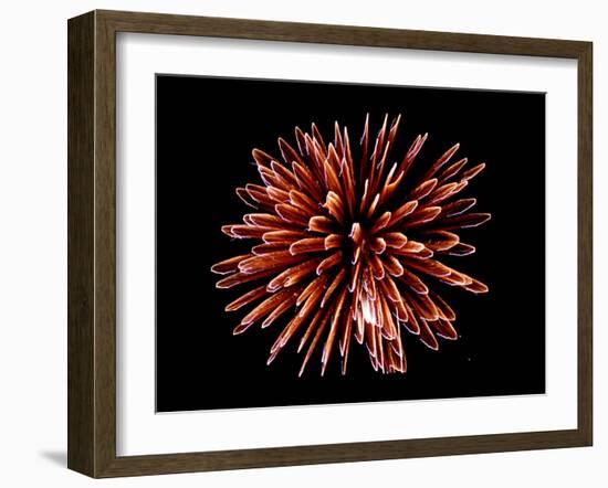 Fireworks-Magrath Photography-Framed Photographic Print