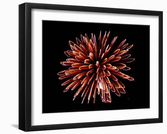 Fireworks-Magrath Photography-Framed Photographic Print