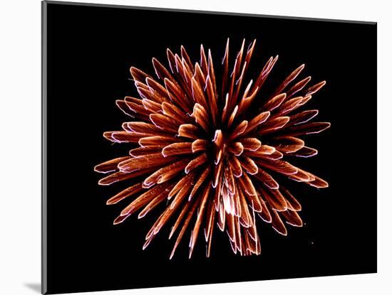 Fireworks-Magrath Photography-Mounted Photographic Print