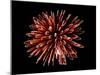 Fireworks-Magrath Photography-Mounted Photographic Print