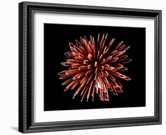 Fireworks-Magrath Photography-Framed Photographic Print