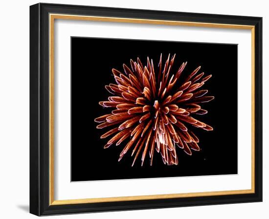 Fireworks-Magrath Photography-Framed Photographic Print