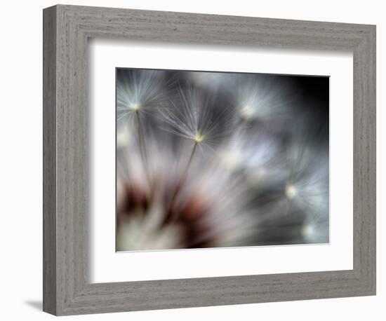 Fireworks-Ursula Abresch-Framed Photographic Print