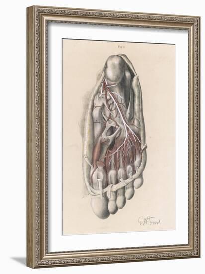 First and Second Stages of the Dissection of the Sole of the Foot-G.h. Ford-Framed Premium Giclee Print