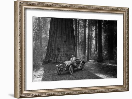 First Auto to Enter Sequoia National Park-null-Framed Art Print