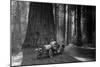 First Auto to Enter Sequoia National Park-null-Mounted Art Print