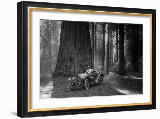 First Auto to Enter Sequoia National Park-null-Framed Art Print