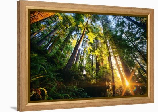 First Forest Light, Sun and Trees, Prairie Coast Redwoods, California Coast-Vincent James-Framed Premier Image Canvas