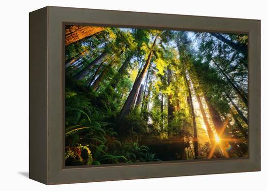 First Forest Light, Sun and Trees, Prairie Coast Redwoods, California Coast-Vincent James-Framed Premier Image Canvas