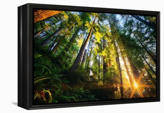 First Forest Light, Sun and Trees, Prairie Coast Redwoods, California Coast-Vincent James-Framed Premier Image Canvas
