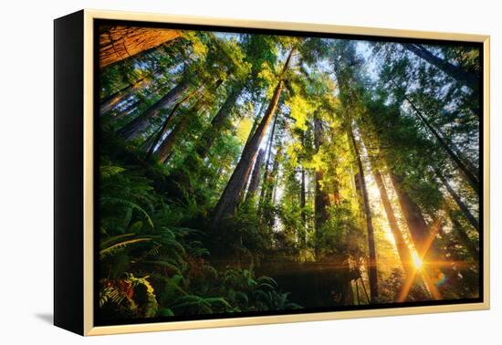 First Forest Light, Sun and Trees, Prairie Coast Redwoods, California Coast-Vincent James-Framed Premier Image Canvas