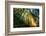 First Forest Light, Sun and Trees, Prairie Coast Redwoods, California Coast-Vincent James-Framed Photographic Print