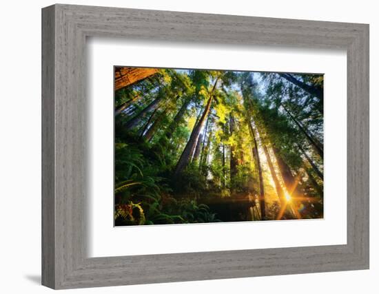 First Forest Light, Sun and Trees, Prairie Coast Redwoods, California Coast-Vincent James-Framed Photographic Print