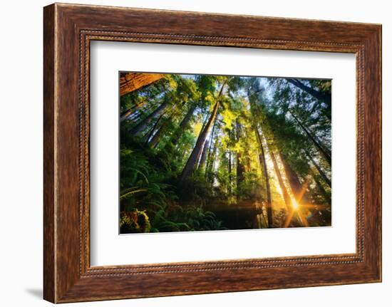 First Forest Light, Sun and Trees, Prairie Coast Redwoods, California Coast-Vincent James-Framed Photographic Print