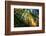 First Forest Light, Sun and Trees, Prairie Coast Redwoods, California Coast-Vincent James-Framed Photographic Print