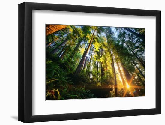 First Forest Light, Sun and Trees, Prairie Coast Redwoods, California Coast-Vincent James-Framed Photographic Print