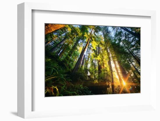 First Forest Light, Sun and Trees, Prairie Coast Redwoods, California Coast-Vincent James-Framed Photographic Print