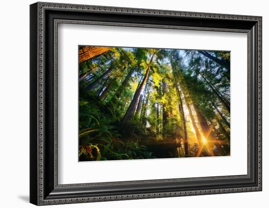 First Forest Light, Sun and Trees, Prairie Coast Redwoods, California Coast-Vincent James-Framed Photographic Print