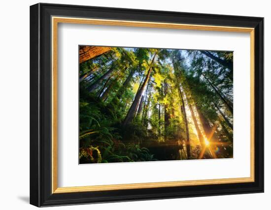 First Forest Light, Sun and Trees, Prairie Coast Redwoods, California Coast-Vincent James-Framed Photographic Print