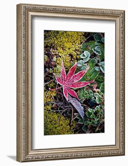 First Frost-Philippe Sainte-Laudy-Framed Photographic Print