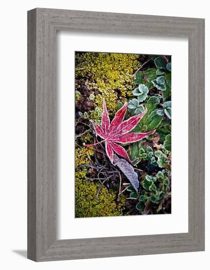 First Frost-Philippe Sainte-Laudy-Framed Photographic Print