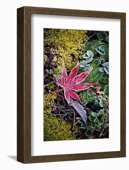 First Frost-Philippe Sainte-Laudy-Framed Photographic Print