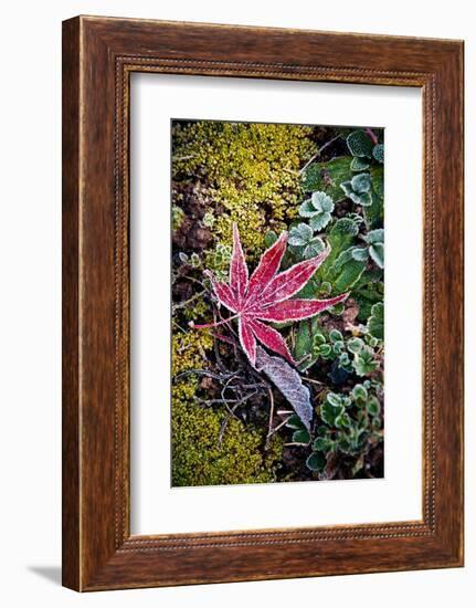 First Frost-Philippe Sainte-Laudy-Framed Photographic Print