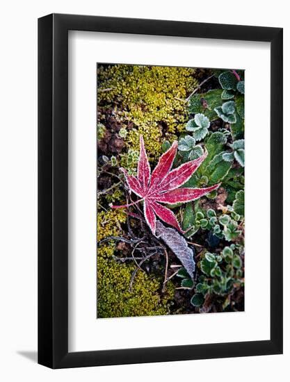 First Frost-Philippe Sainte-Laudy-Framed Photographic Print