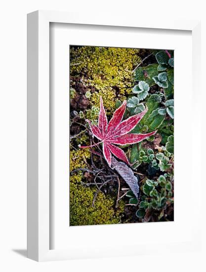 First Frost-Philippe Sainte-Laudy-Framed Photographic Print