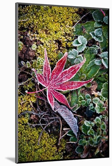 First Frost-Philippe Sainte-Laudy-Mounted Photographic Print