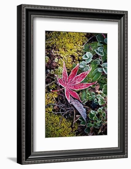 First Frost-Philippe Sainte-Laudy-Framed Photographic Print