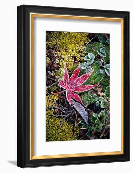 First Frost-Philippe Sainte-Laudy-Framed Photographic Print