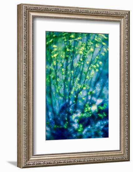 First Leaves-Ursula Abresch-Framed Photographic Print