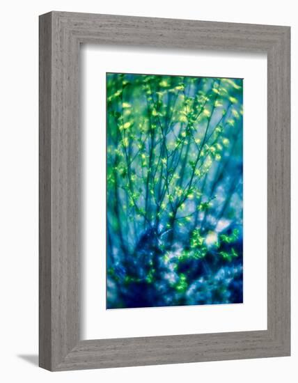 First Leaves-Ursula Abresch-Framed Photographic Print