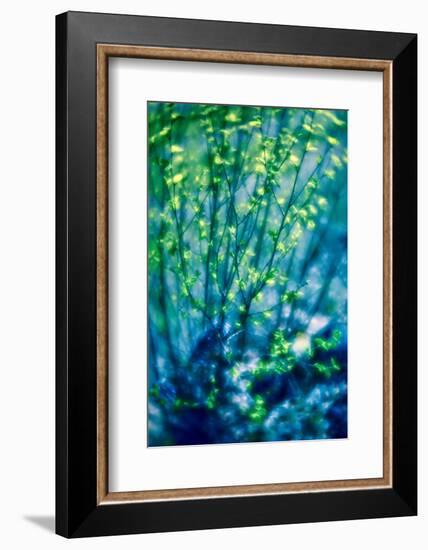First Leaves-Ursula Abresch-Framed Photographic Print